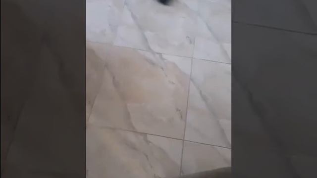 Кто его сюда пустил?