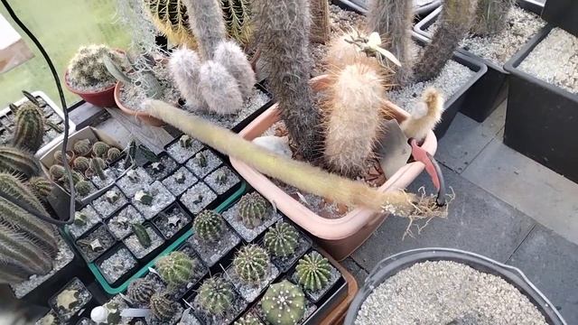 Укоренение и пересадка больших кактусов.