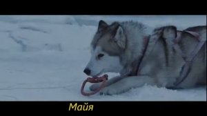 #БелыйПлен Белый плен Eight Below, 2006 #викторинаПоФильму