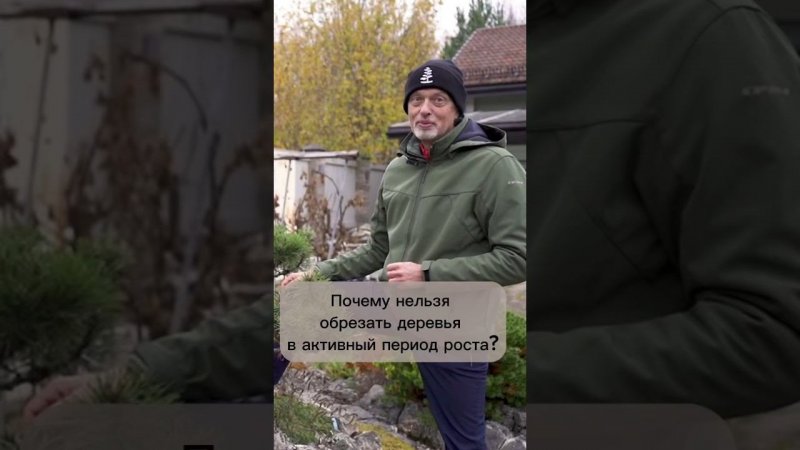 Почему нельзя обрезать деревья в активный период их роста? #бонсай #bonsai #ниваки #сад #обрезка