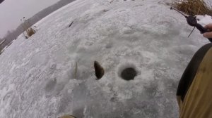 Окунь на живца зимой