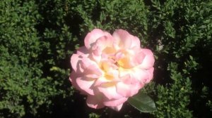 Чайно-гибридная роза Глория Дей - классика в саду.