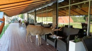 Парк отель Колкуново  Пятнистые олени