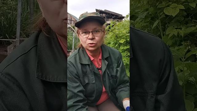 Ягоды еще не поспели, но малину пора заготавливать. смотреть онлайн