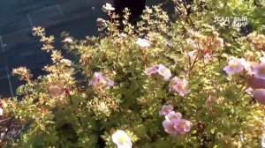 Осенние кустарники для сада.Лапчатка. Сайт "Садовый мир"