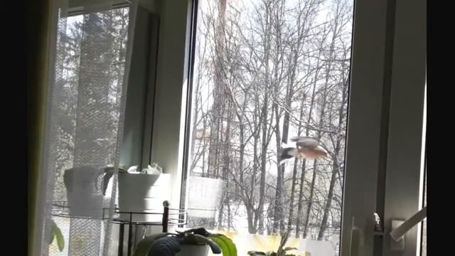 Когда птица стучит в окно...? смотреть онлайн