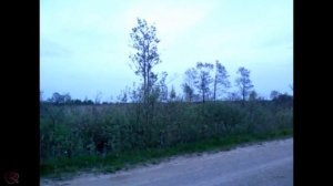 Болотная птица кричат из осоки, но вроде не выпь, пискляво как-то