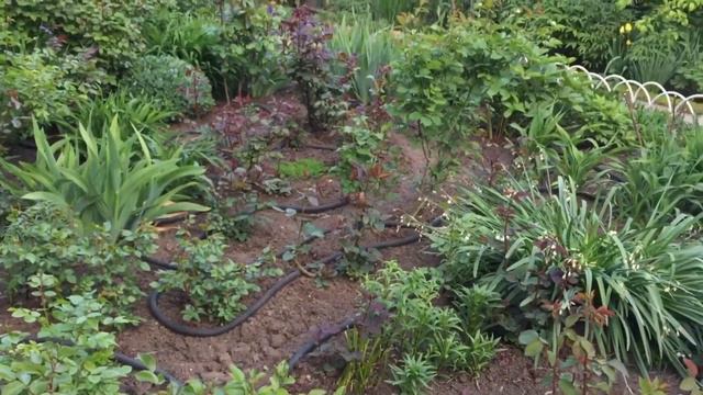 10 мая 2022 г.Розы в бутонах,надеюсь заморозки нам не повредят. смотреть онлайн