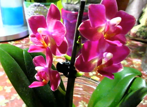 Орхидея в воде, мини очень ароматная Сого Висион Orchid mini is very fragrant Sogo Vision.mp4