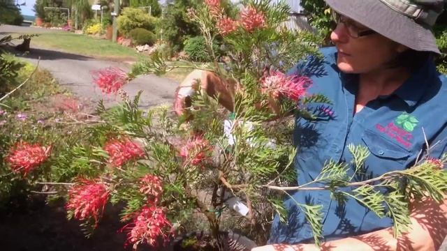 Grafted Grevillea Tree Robyn Gordon - Australian Native Flowering Plants смотреть онлайн