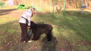 Чёрный терьер дрессировка, как научить команде стоять