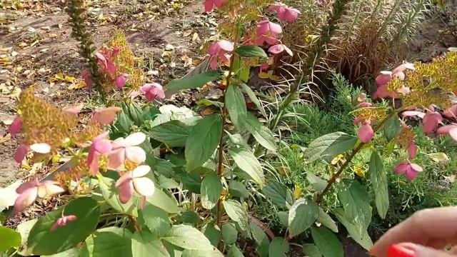 Осенний обзор гортензий перед заморозками