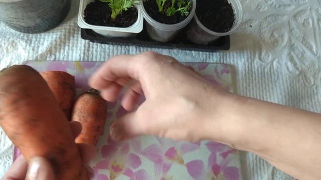 Морковь ЗЕЛЕНЬ  ИЗ ОТХОДОВ КОРНЕПЛОДОВ
