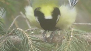 Чем кормить синиц: какие корма нужны птицам в кормушках