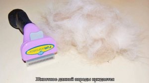 Венгерский кувас (порода собак): описание