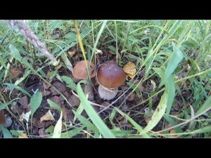 За грибами! Часть 2