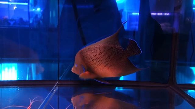 Морской аквариум на Чистопрудном бульваре