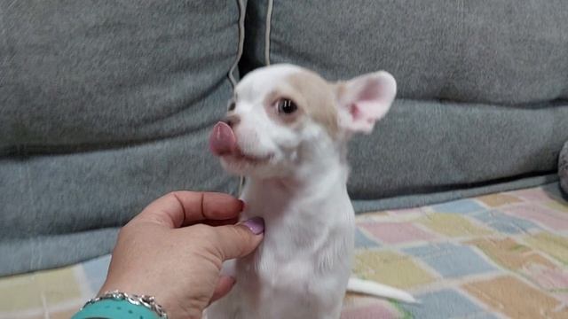 Продажа РАХАТ ЛУКУМ чихуахуа +79787458062 viber WhatsApp #chihuahua #sale #puppy #купить щенка смотреть онлайн