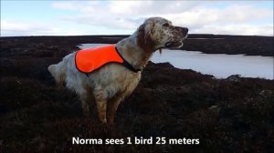 Английский сеттер. Работа по горной куропатке.