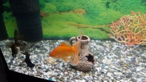 Золотая рыбка гоняет телескопов???