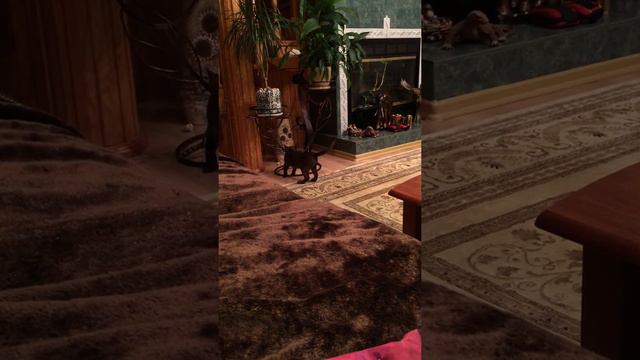 Настоящий Котопес смотреть онлайн