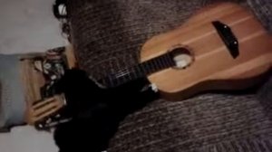 Кот играет на гитаре