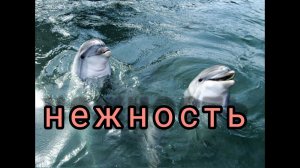 Малыш и дельфин...