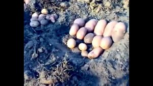 Картофель на месте костра!