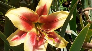 лилия ФЛАВИЯ