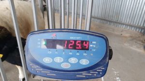dorper in Russia. Овцематка Дорпер (Ласуня) 2.6 года. ❤?? 122кг. Андрюши Мама.