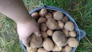 Отличный урожай картофеля киви.