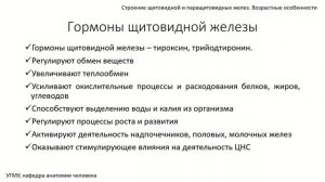 Щитовидная и паращитовидные железы: строение, функции,  возрастные особенности