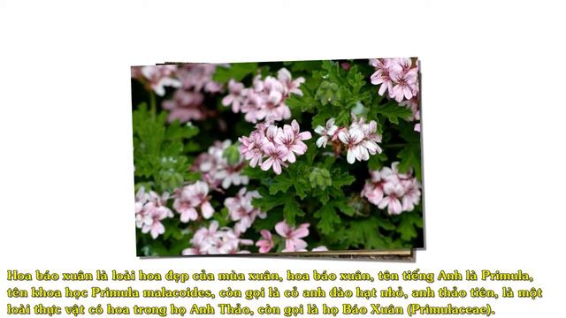 Hoa Báo Xuân смотреть онлайн