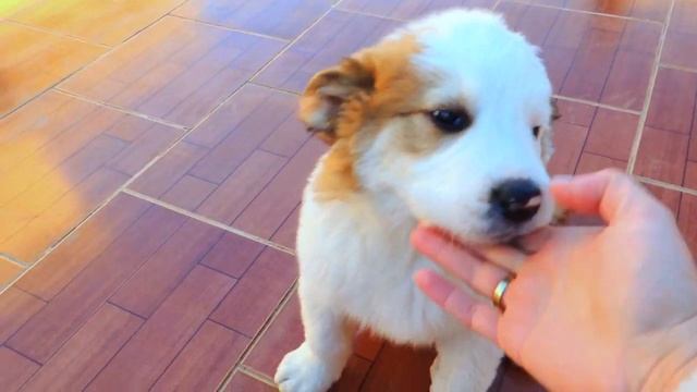 Первая дрессировка щенка Алабая | 2 месяца | Среднеазиатская овчарка смотреть онлайн