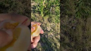 Слива Ренклод -Бове 🌳Нереальна слива 👍👍👏10і з 10 #саджанці#сад#слива#садпавлюка#дача#