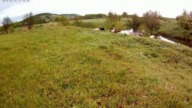 Дела на подворье и ответы на вопросы! смотреть онлайн