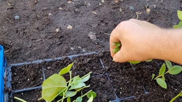 Размножение голубики зеленым черенкованием.