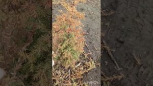 Формирующая обрезка молодого можжевельника Хиберника весной.27.04.2023.