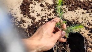 Пересадка микросаженца Ели обыкновенной ?