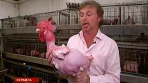 Чудо генетики  в Израиле выведены лысые куры