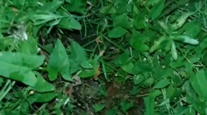 Как поймать вечером большого зеленого кузнечика