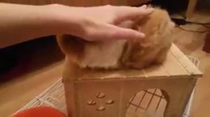 Дрожь морской свинки