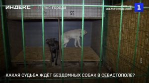 Какая судьба ждёт бездомных собак в Севастополе