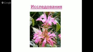 Эфирное масло Монарда Описание, химический состав, способы применения, рецепты