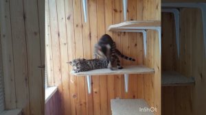 Вязка бенгальских кошек
