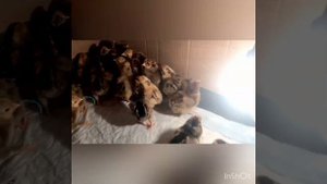 Цыплята Кучинская Юбилейная.