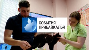 События Прибайкалья от 31.10.2023 | Выплаты ветеринарам | Грабеж | Экологическая тропа