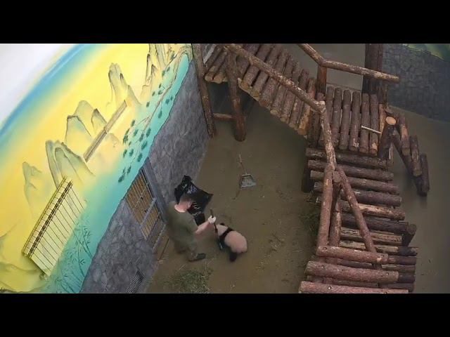 Преследование медведем смотреть онлайн