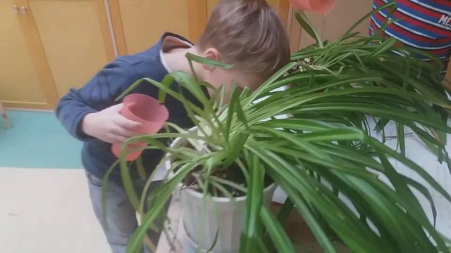 Заботимся о комнатных растениях. Ведунок смотреть онлайн