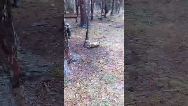 Лиса в капкане 2 смотреть онлайн